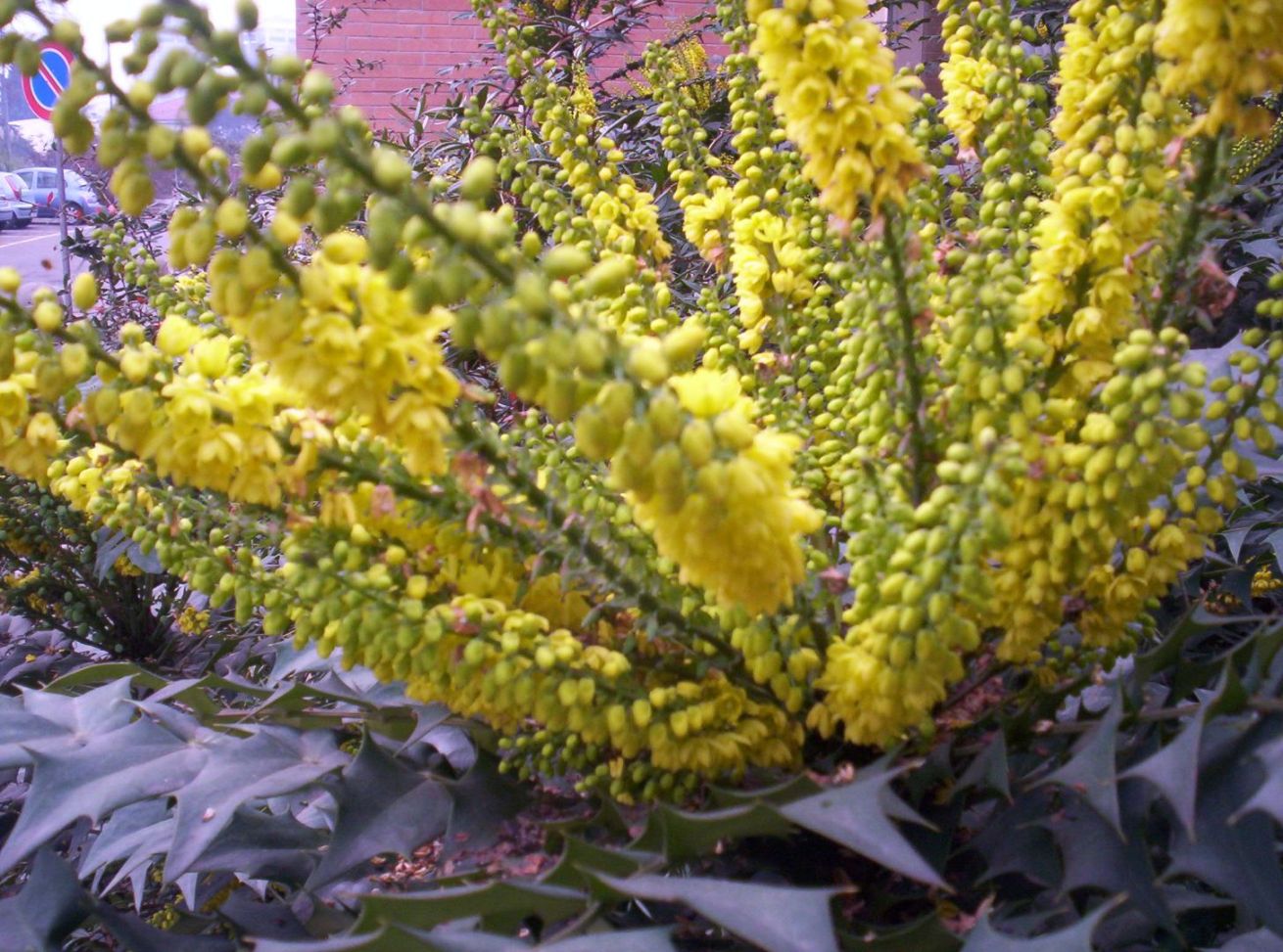 Mahonia sp. (pianta coltivata)